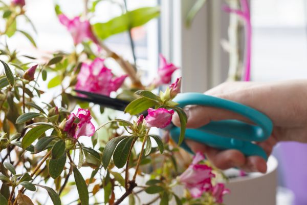Azalea Pruning in Athens
