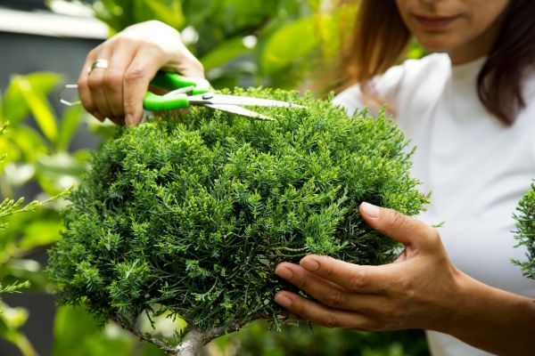 Cost of Juniper Shrub Pruning in Athens
