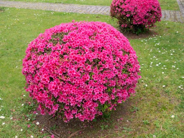 Cost of Rhododendron Pruning in Athens