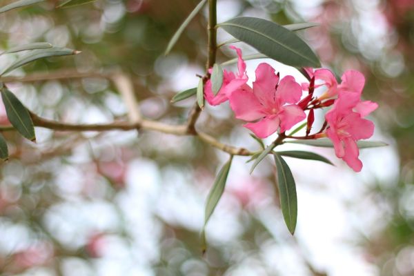 Cost of Oleander Removal in Athens