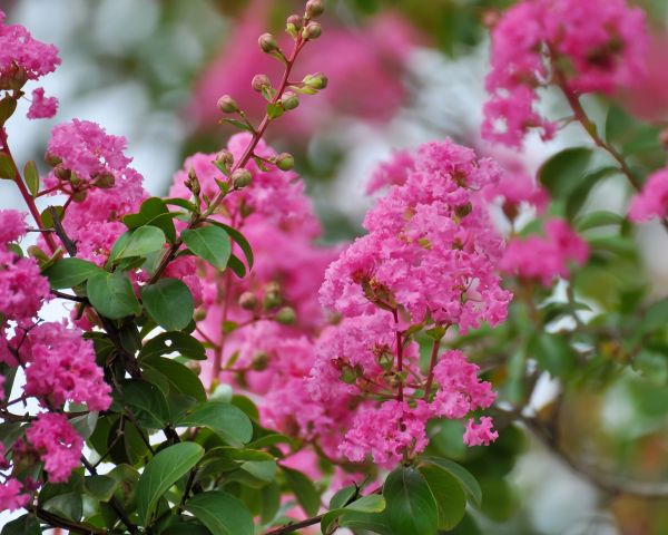 Cost of Crepe Myrtle Removal in Athens