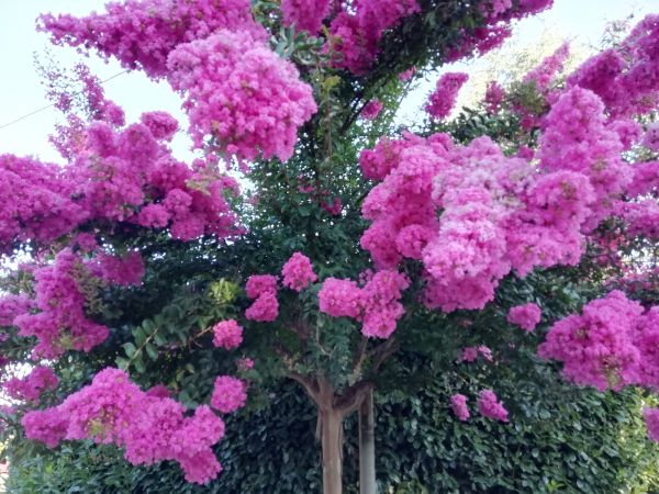 Cost of Crape Myrtle Pruning in Athens