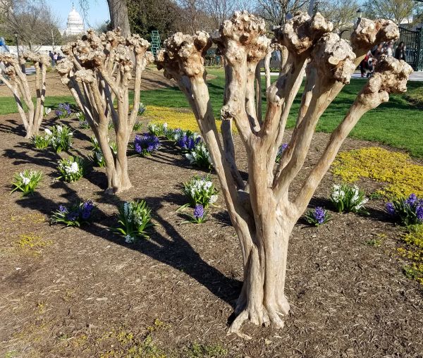 Cost of Myrtle Tree Removal in Athens