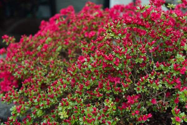 Cost of Weigela Removal Service in Athens