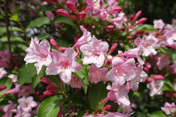 Cost of Weigela Pruning Service in Athens