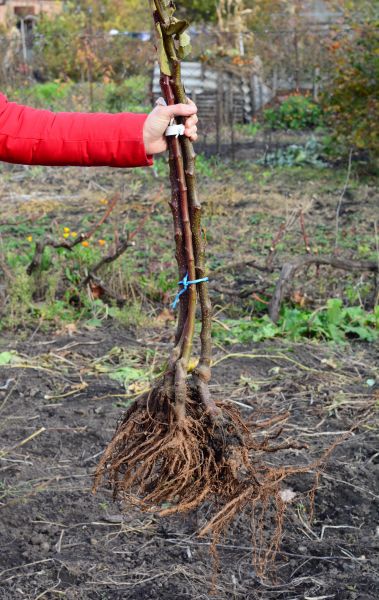 Cost of Shrub Root Removal in Athens