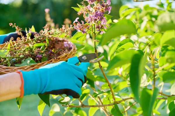Cost of Lilac Trimming Service in Athens