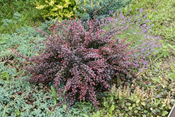 Cost of Japanese Barberry Removal in Athens