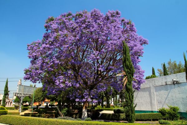 Cost of Jacaranda Pruning in Athens