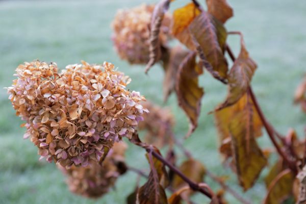 Cost of Hydrangea Removal in Athens
