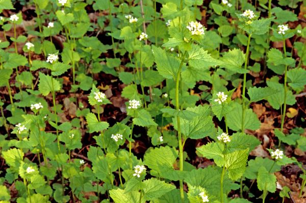 Cost of Garlic Mustard Removal in Athens
