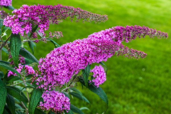 Cost of Butterfly Bush Removal in Athens