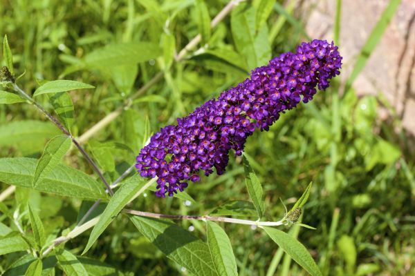 Butterfly Bush Pruning in Athens