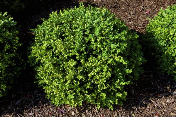 Cost of Boxwood Removal in Athens
