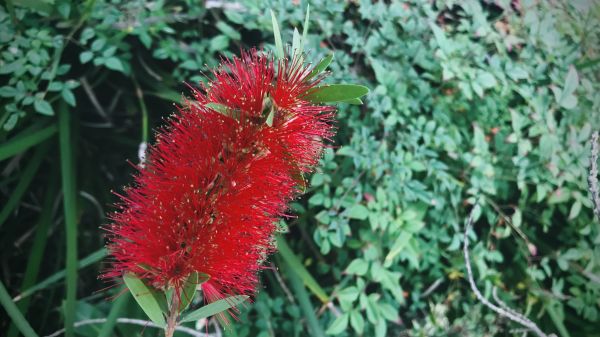 Cost of Bottlebrush Pruning in Athens