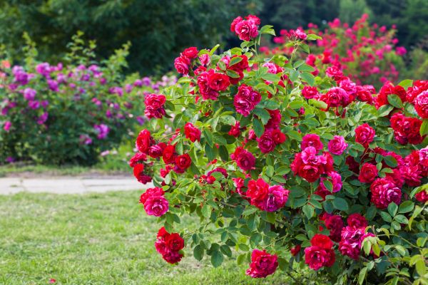 Shrub Trimming in Athens