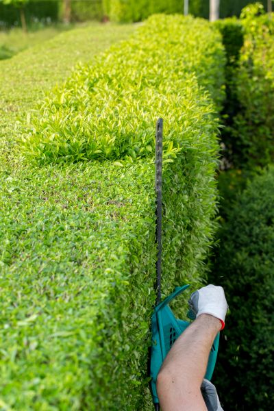 Hedge Trimming in Athens